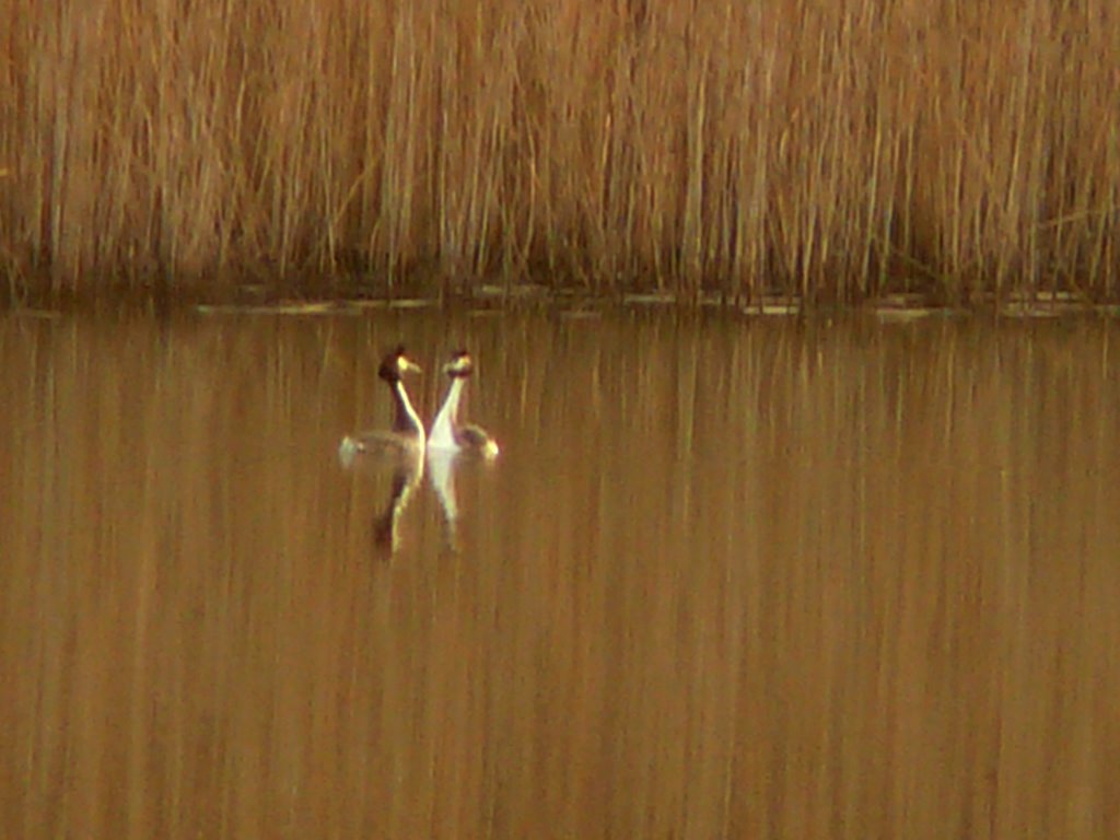 Parade Grèbes huppés 2